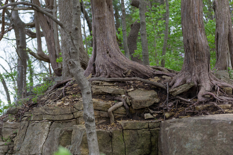 cool rock/tree formation