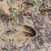 deer hoof print