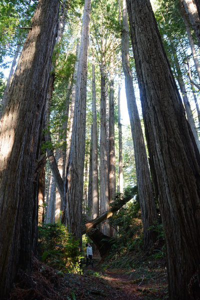 Awed by the redwoods