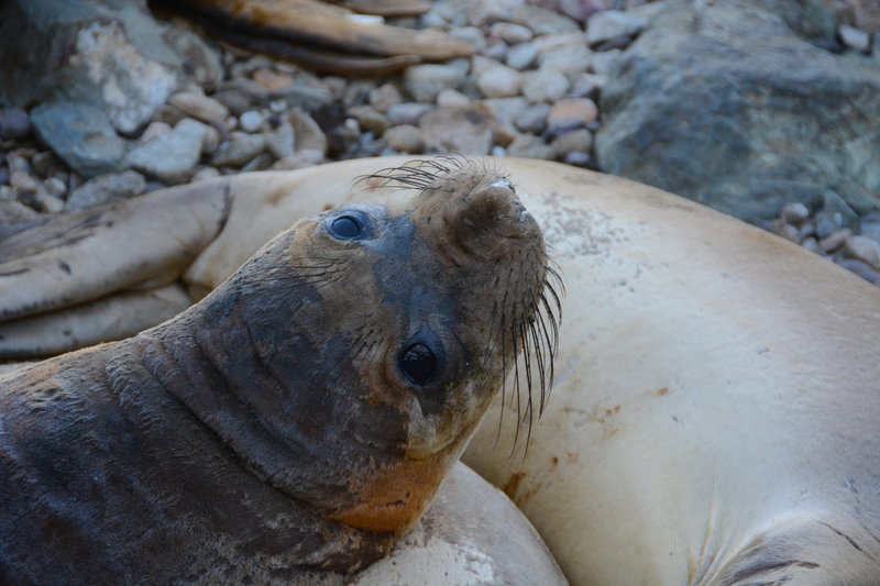 A seal checks to see if we're doing anything interesting