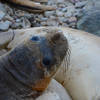 A seal checks to see if we're doing anything interesting