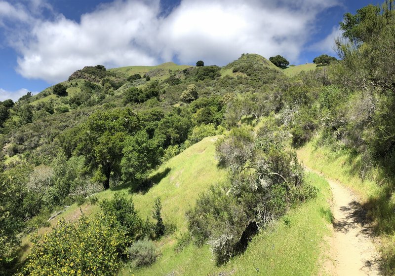 View toward hilltop from Yolanda Trail