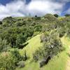 View toward hilltop from Yolanda Trail