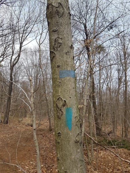 Trail blazes on Solomon Woods Blue and Lilac Trail.