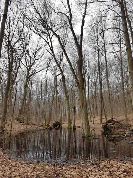 Wetlands at Solomon Woods