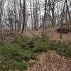 Downed tree on the blue trail of Solomon Woods