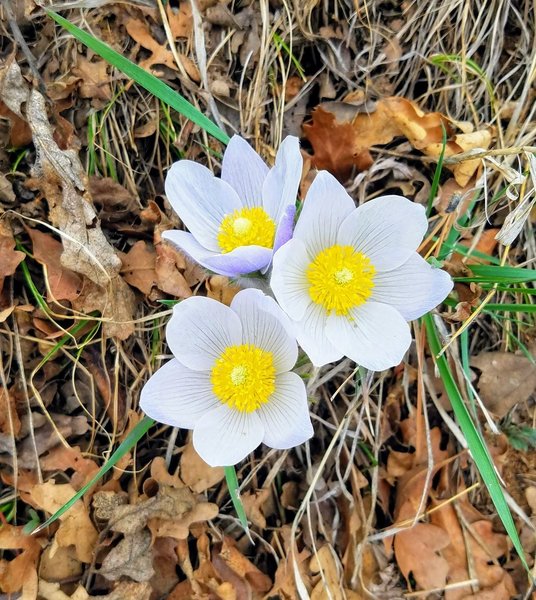 Pasqueflower, fuzzy crocus-like flower, blooming along Palmer Park Trail. Spring is here!