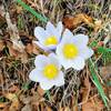 Pasqueflower, fuzzy crocus-like flower, blooming along Palmer Park Trail. Spring is here!