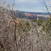 Peeking over at Garden of the Gods from Palmer Trail