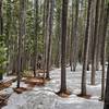 Wooded area near Windy Peak. Knee-deep snow and ice patches.