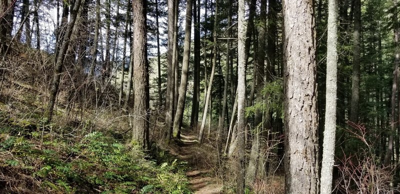 Forest canopy along the trail.