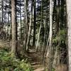 Forest canopy along the trail.