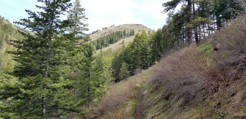 View toward up Lick Creek canyon. Grouse Mountain to the left.