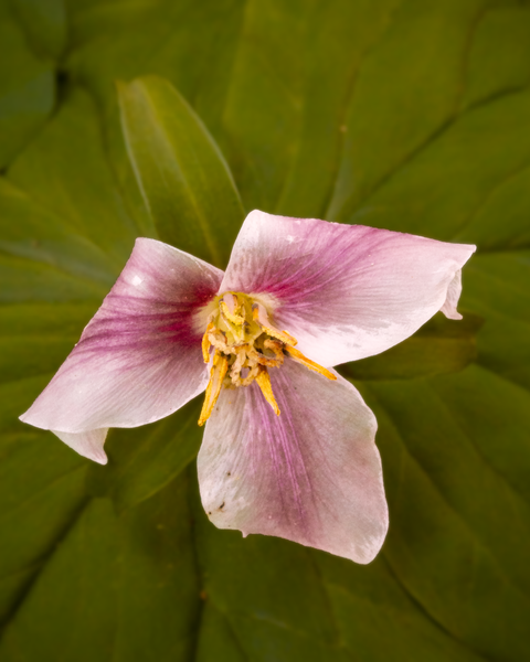 First round of flowers are completing their bloom cycle.