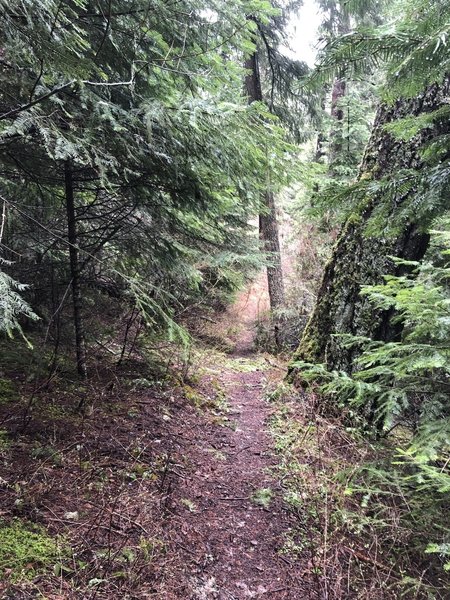 Trail heading out to open slope