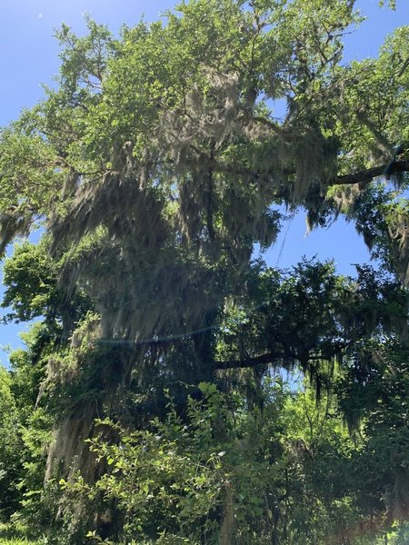 Barred owl views