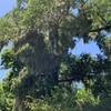 Barred owl views