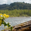 Flowers along the edge of Sandy River