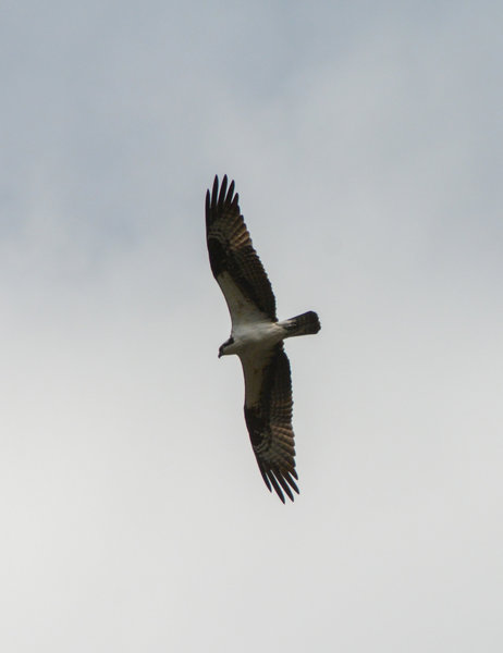 An Osprey soaring above the river. It's nest is at the top of a tree on the other side of the river