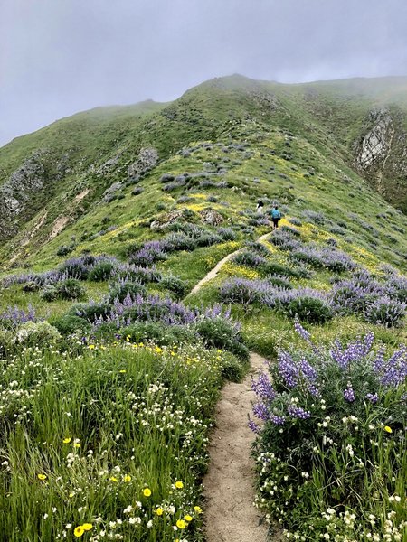 Wildflower season is amazing here.