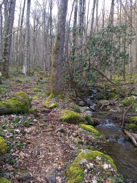 Baxter Creek Trail, not too far from the Big Creek terminus, beside its picturesque namesake, in the early morning.