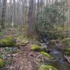 Baxter Creek Trail, not too far from the Big Creek terminus, beside its picturesque namesake, in the early morning.