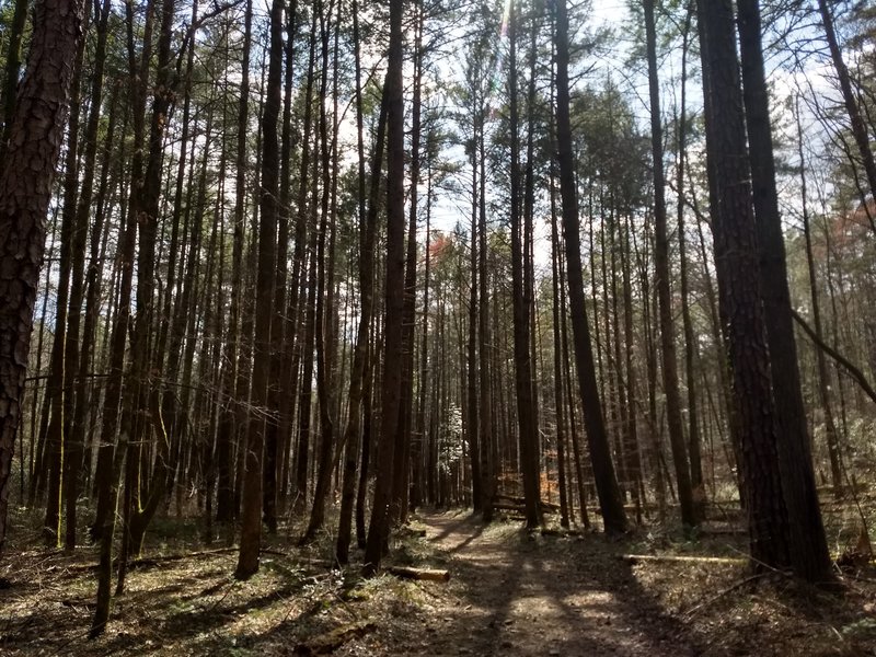 Approaching Backcountry Campsite #1