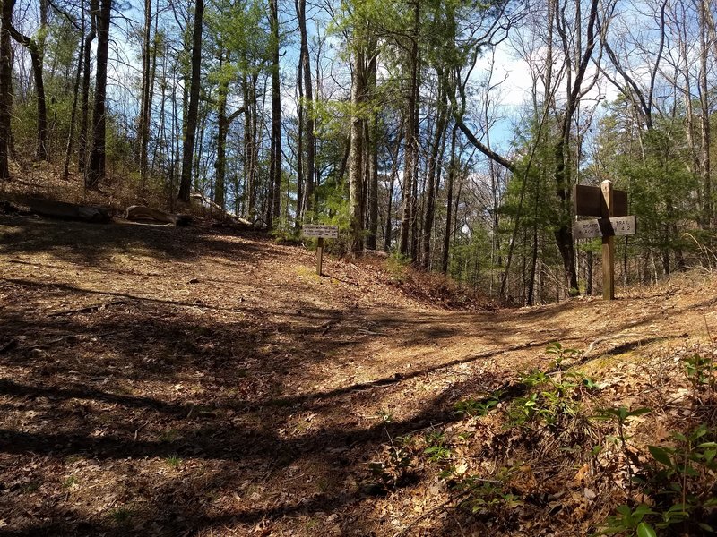 Late afternoon sun sets in as the Cooper Road Trail passes Hatcher Mountain Trail (left) and Beard Cane Trail (right)