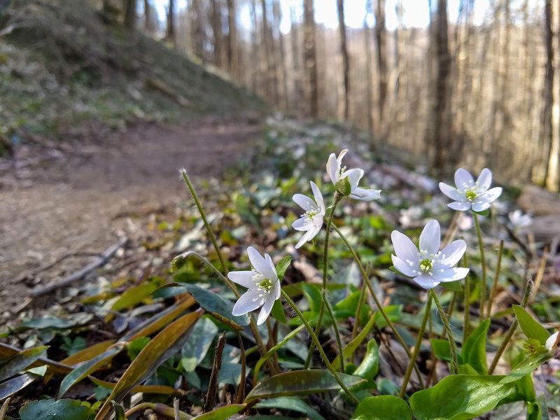 Sharp-lobed Hepatica on the Cucumber Gap Trail