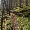 Just up from the Deep Creek crossing, the beauty of the trail contrasts the difficulty of the climb, which is as steep as it gets along the entirety of the trail along this section.