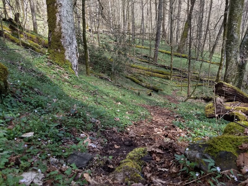 The wonders of an early Spring morning near the Deep Creek end of the Fork Ridge Trail