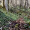 The wonders of an early Spring morning near the Deep Creek end of the Fork Ridge Trail