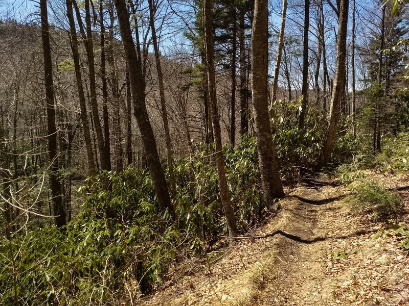 Goshen Prong Trail a few miles down from the terminus with the Appalachian Trail