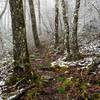 A snowy Spring day on the Jenkins Ridge Trail