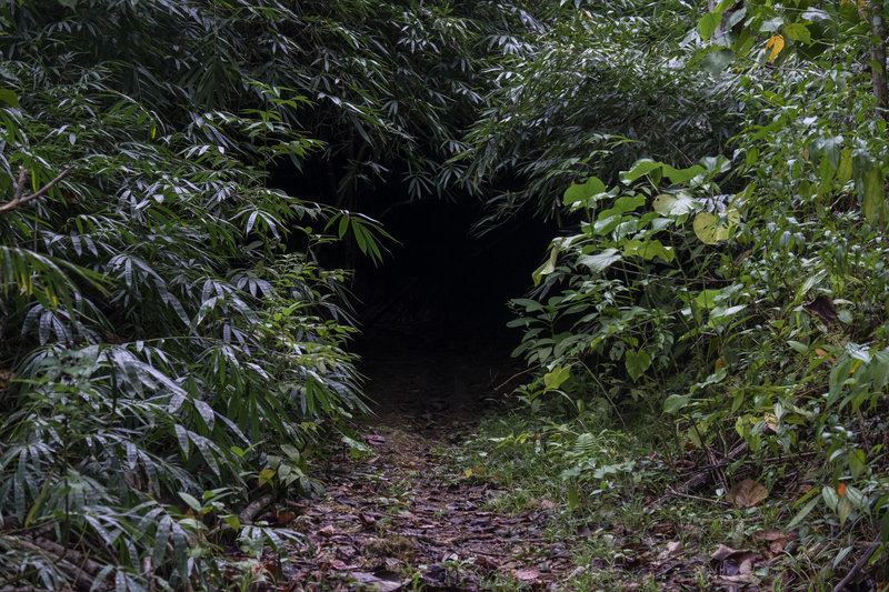 Bamboo Tunnel