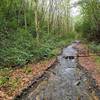 This stream was running directly down the center of the Jenkins Ridge Trail during a period of high water in the Smokies; I'm unsure if it typically is like this, but it looks like it might be.