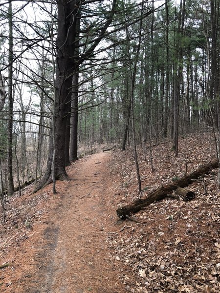 Trail through Pinckney State Park