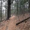 Trail through Pinckney State Park