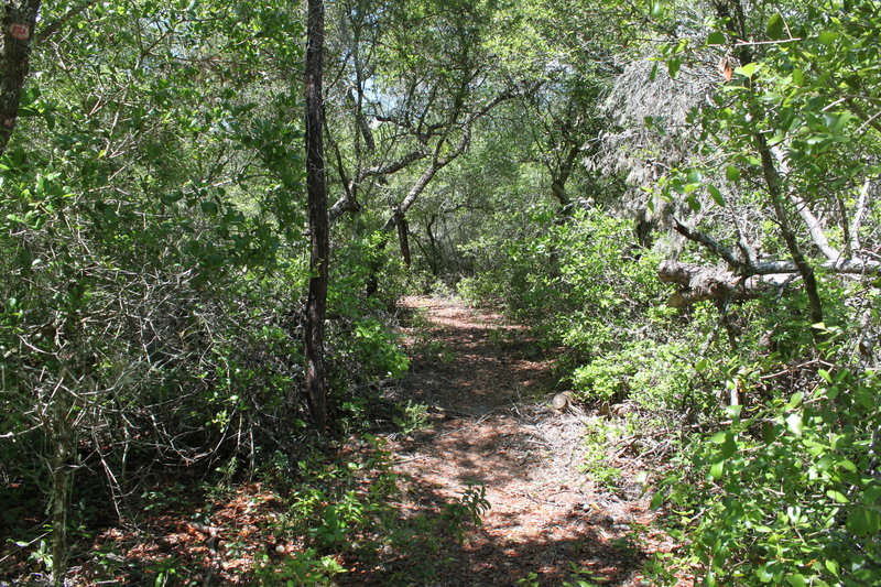 On the trail to the sinkhole