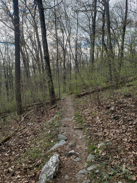 Gambrill State Park Yellow Poplar Loop