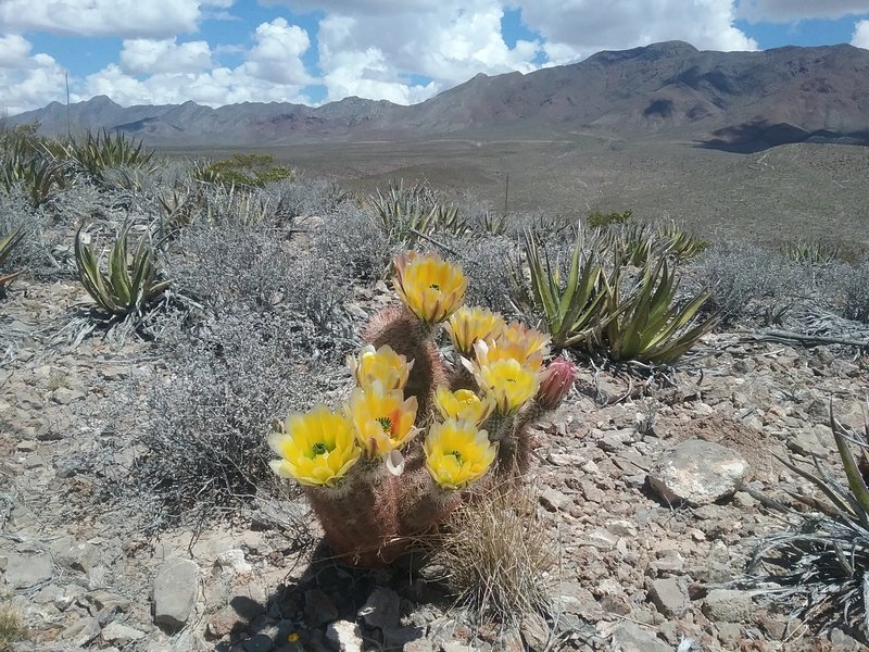 Texas Rainbow cactus in bloom and view of the Franklin Mountains