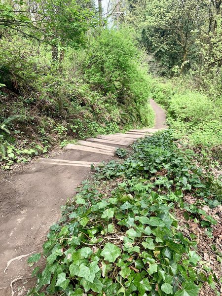 Stair section on Marquam Trail