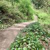 Stair section on Marquam Trail