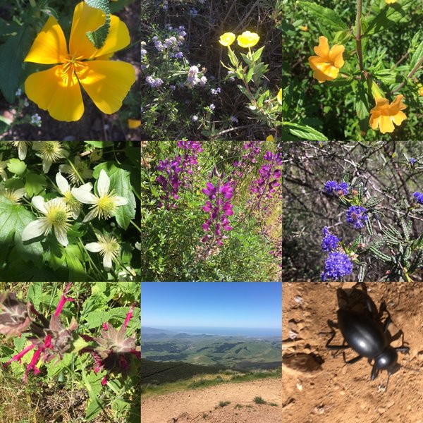 Lots of wild flowers blooming on the trail.