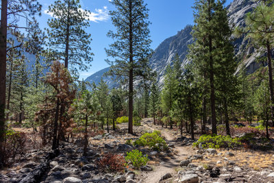 Sparse pine forest as the trail heads towards Bubbs Creek