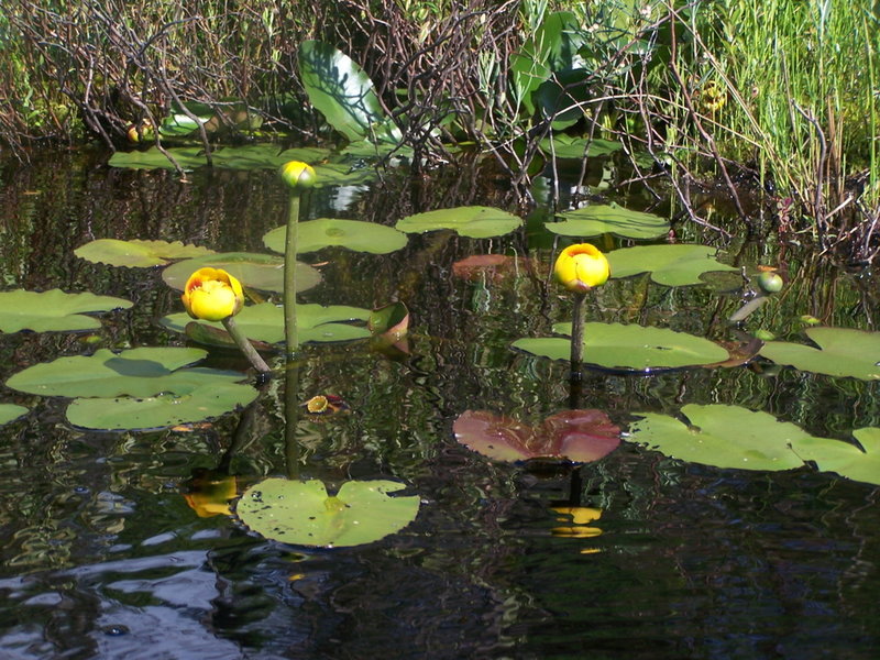 Pond Lillies