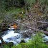 The upper crossing of Dead Indian Creek (arrow marks continuation of the trail)