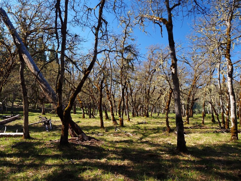 An Oregon white oak woodland