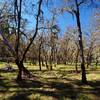 An Oregon white oak woodland