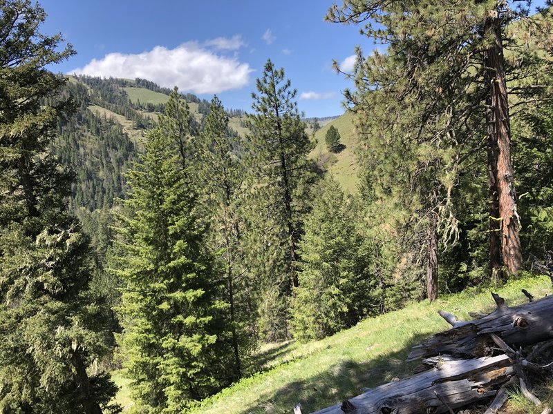 Ponderosa pines with Grouse Mountain in view